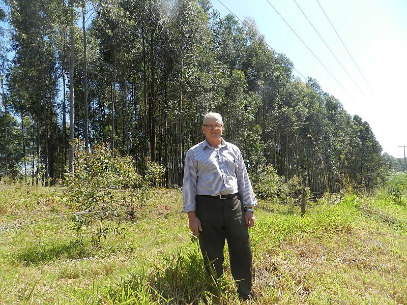 O agricultor Dirceu Salve, de Loanda, plantou pinus e, além de lucrar com a madeira, refez a reserva legal da propriedade | Pascoal Sato