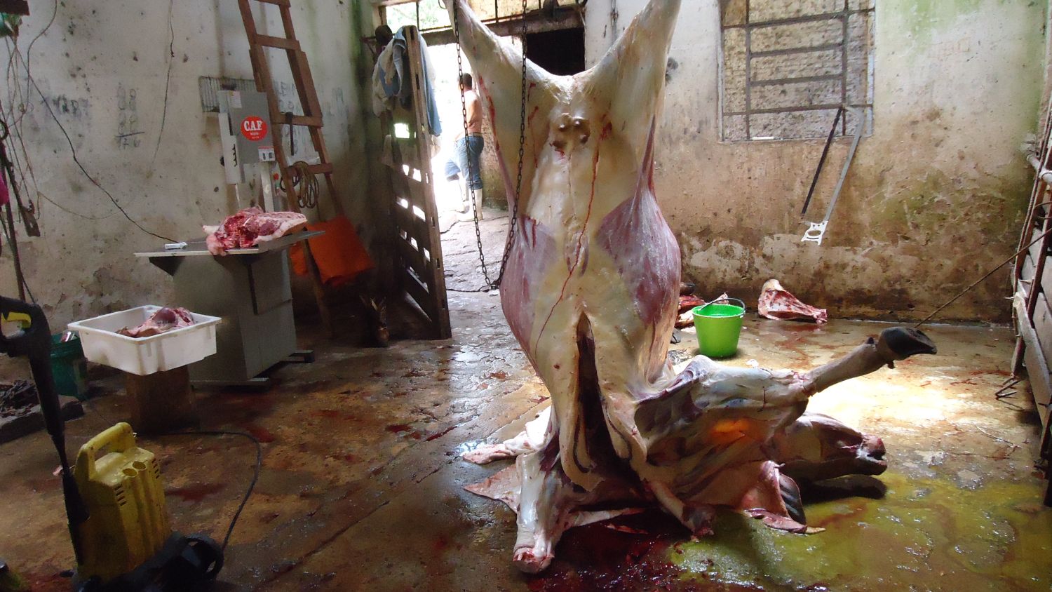 Vaca é abatida em local inadequado | Divulgação/Adapar