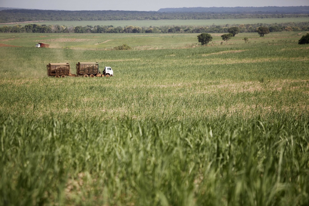 Empresa minimizou prejuízos aos canaviais devido aos registros de geada | Hugo Harada / Gazeta Do Povo