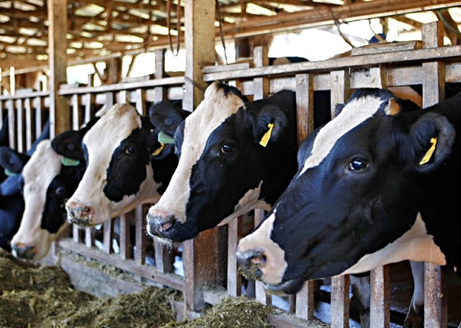 Bancos vão oferecer mais créditos para investimento no rebanho local, dominado por vacas holandesas | Christian Rizzi/gazeta Do Povo