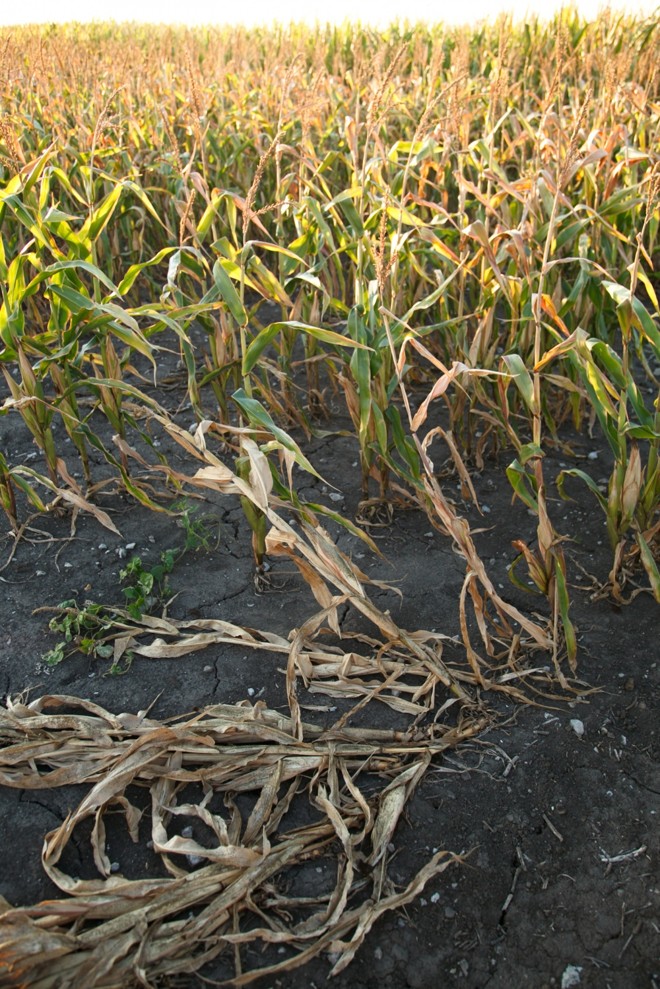 Falta de umidade no solo pode comprometer fase final de desenvolvimento de plantações. |