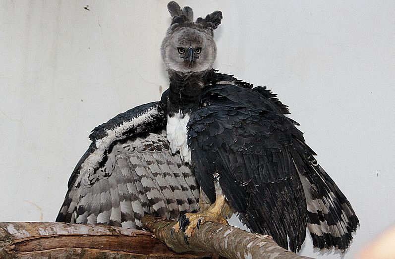 | Adenésio Zanella/Itaipu Binacional/Divulgação