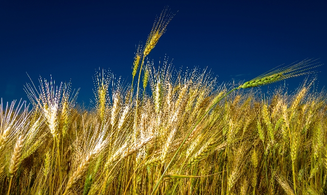 Com colheita maior, preços tendem a cair mais no Brasil até o fim dos trabalhos de campo da temporada. | Antonio Costa / Gazeta Do Povo