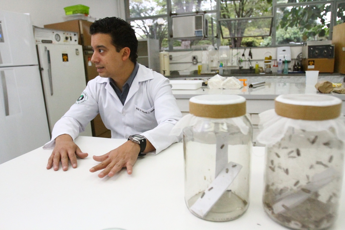 O laboratório do professor Ricardo Sérgio Couto de Almeida, na UEL, produz 2 mil larvas de mariposa por mês. | Gilberto Abelha / Gazeta do Povo