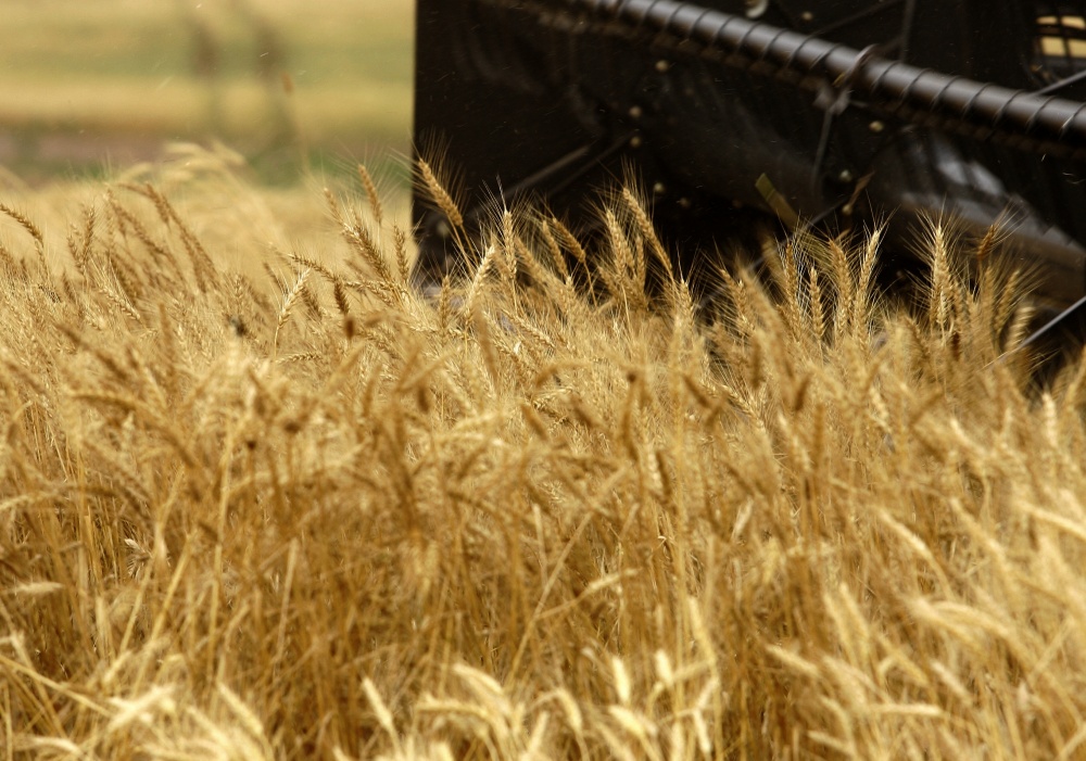 Volume colhido pelo Rio Grande do Sul deve ser cerca de 1 milhão de toneladas maior que o do Paraná. | Josua© Teixeira/gazeta Do Povo