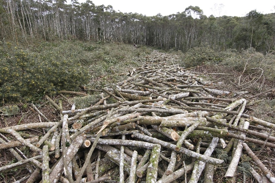Sem uma cadeia produtiva estruturada, a bracatinga, que poderia representar uma importante fonte de renda para os agricultores de uma região pobre do Paraná, acaba virando lenha | Aniele Nascimento/Gazeta do Povo