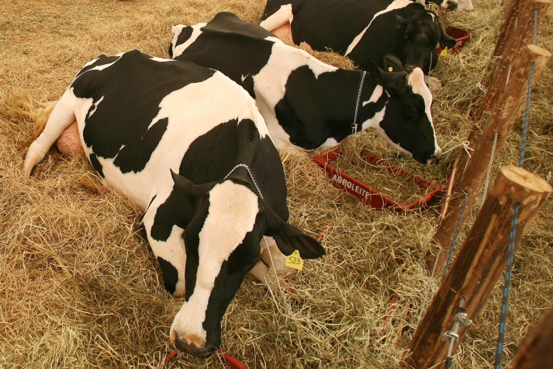 Genética avançada desfila em leilões e concursos | Arquivo/ Gazeta Do Povo