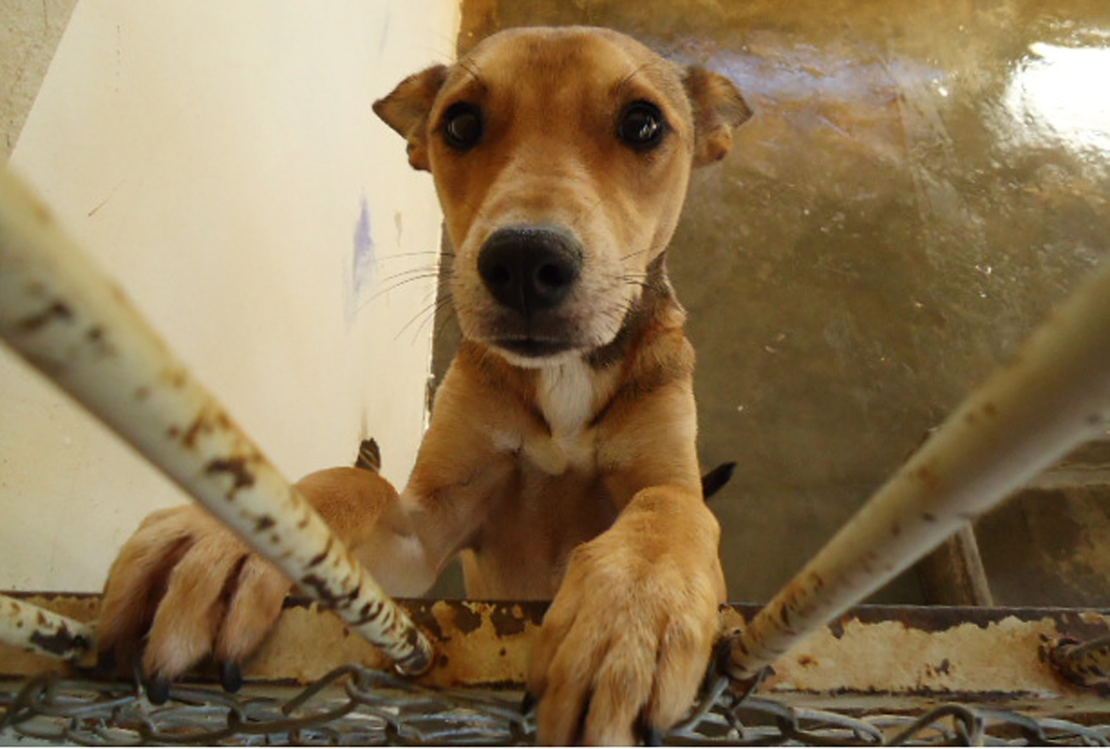 A maioria dos bichos são cães adultos, normalmente abandonados pelos donos e recolhidos das ruas | Divulgação/PMM