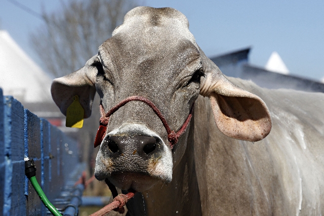 Gado Jersey tem porte inferior ao holandês e por isso dá menos despesas com alimentação | Josua© Teixeira/ Gazeta Do Povo