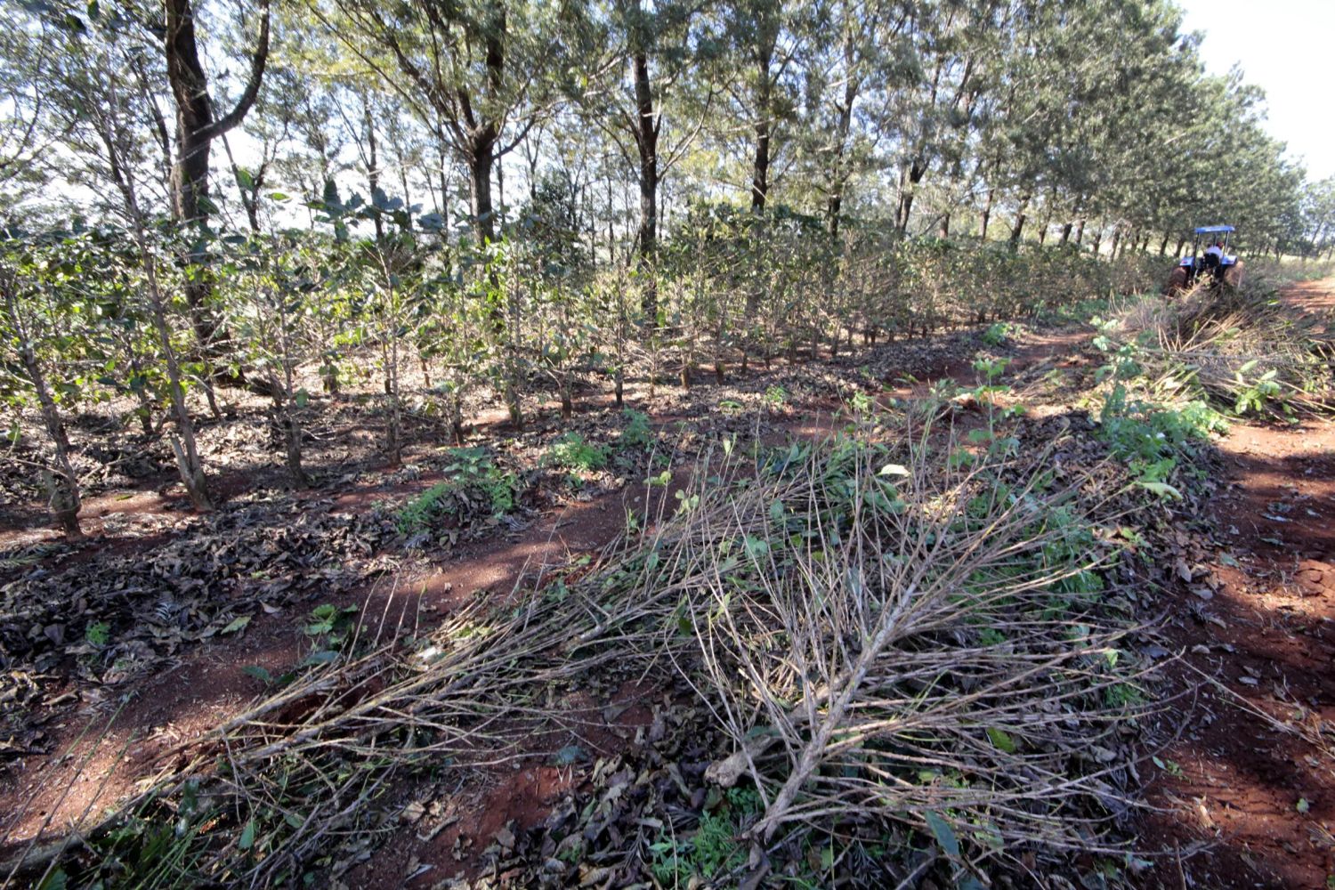 Cafezais novos e antigos foram afetados. Previsão é de três anos de crise. | Ivan Amorin/Gazeta do Povo