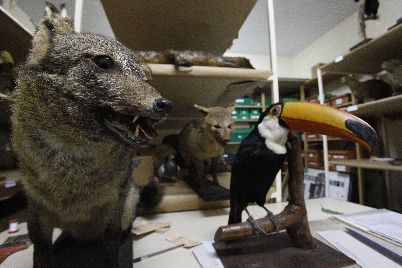 Taxidermia permite que animais mortos possam ser observados por estudantes e pesquisadores | Jonathan Campos/ Gazeta do Povo