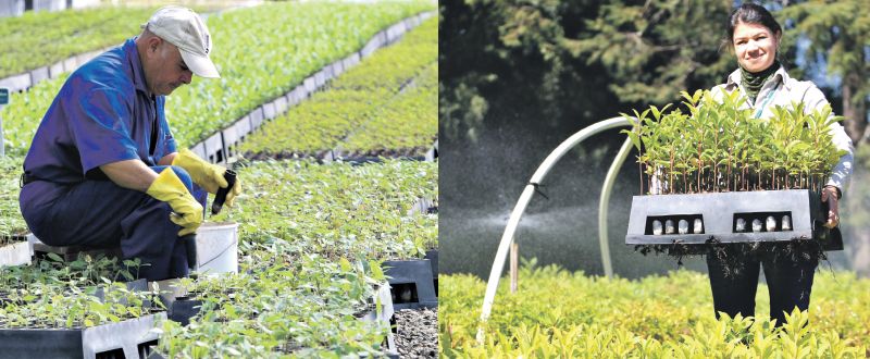 A bióloga Maria Cecília de Oliveira Bastos (foto à direita) coordena o plantio no viveiro do Instituto Ambiental do Paraná (IAP), em Curitiba, com ajuda de mais cinco funcionários | Fotos: Aniele Nascimento/Gazeta do Povo