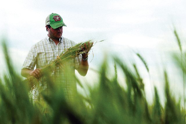 O triticultor Vinicius Lazarini, de Cascavel (Oeste), plantou toda a área disponível porque o preço e o clima estavam bons, mas acabou tendo as perdas elevadas | Cesar Machado/gazeta Do Povo