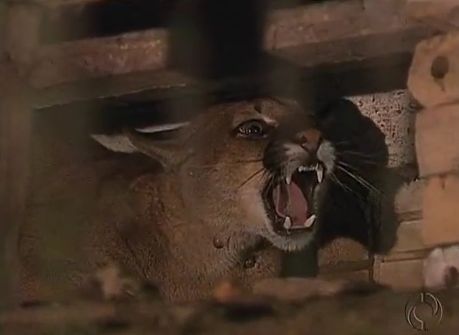 | Reprodução/RPC TV