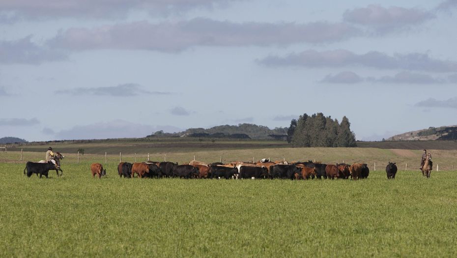 Proprietário não pode ser responsabilizado por doença quando não se comprova falta de cuidado sanitário, e tem direito a indenização, conforme decisão judicial. | Jonathan Campos/gazeta Do Povo