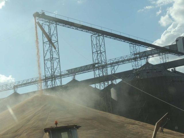 Lentidão nas vendas obriga Mato Grosso a deixar montanhas de milho a céu aberto | Divulgaa§a£o/aprosoja