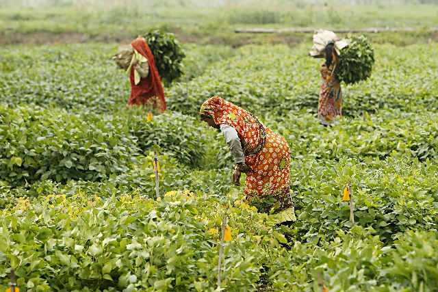 Trabalhadoras colhem soja em lavouras da Costa Oeste da Índia. País de 1,2 bilhão de habitantes tenta dar conta do consumo interno | Albari Rosa/gazeta Do Povo