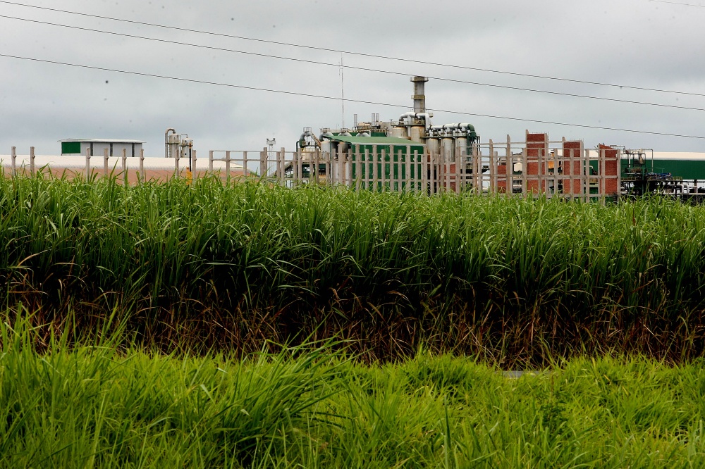 Setor da cana-de-açúcar tem investido em novas usinas de moagem e também na renovação dos canaviais. | Ivonaldo Alexandre / Gazeta Do Povo