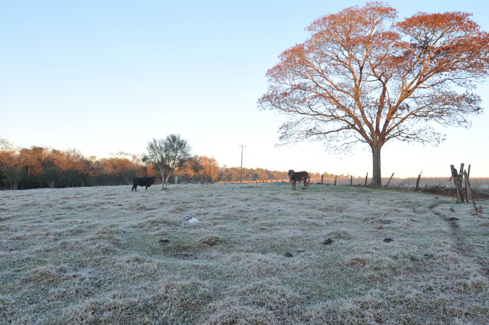 Gado teve que esperar o sol para não comer pastagem com gelo hoje pela manhã em Palotina, no Oeste. | Almir Trevisan/c Vale