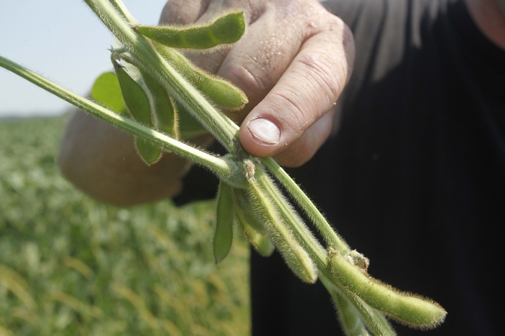 Tempo seco pode afetar desenvolvimento da soja norte-americana, gerando perdas de produtividade