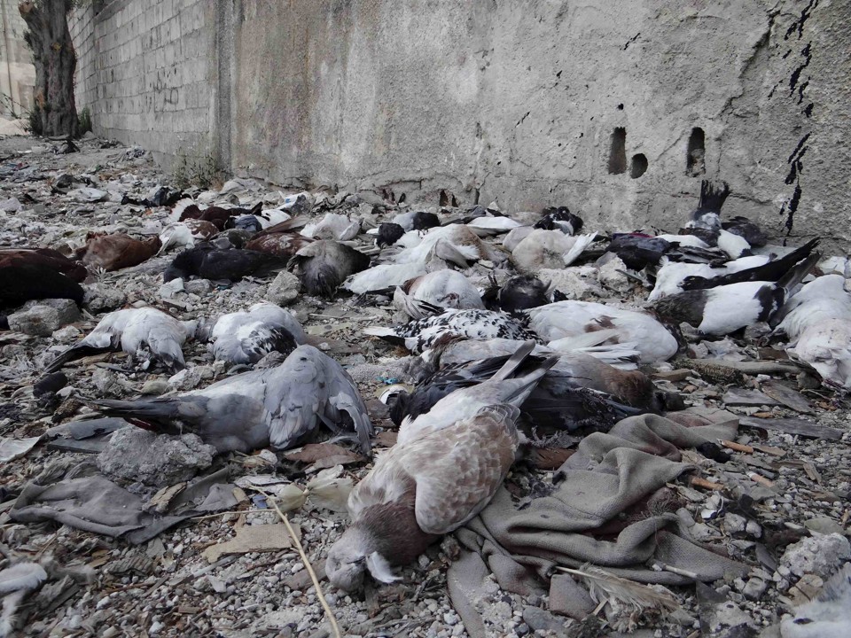 Pássaros mortos após o uso de armas químicas no subúrbio de Arbeen, em Damasco | Reuters/Ammar Dar