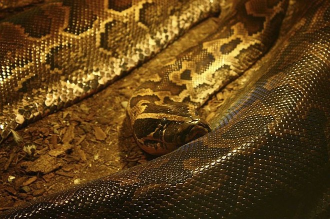 Uma cobra píton semelhante a esta da foto matou duas crianças no Canadá. O animal teria fugido do cativeiro e entrou pelo telhado da casa onde estavam as crianças | REUTERS/Sloan Massie