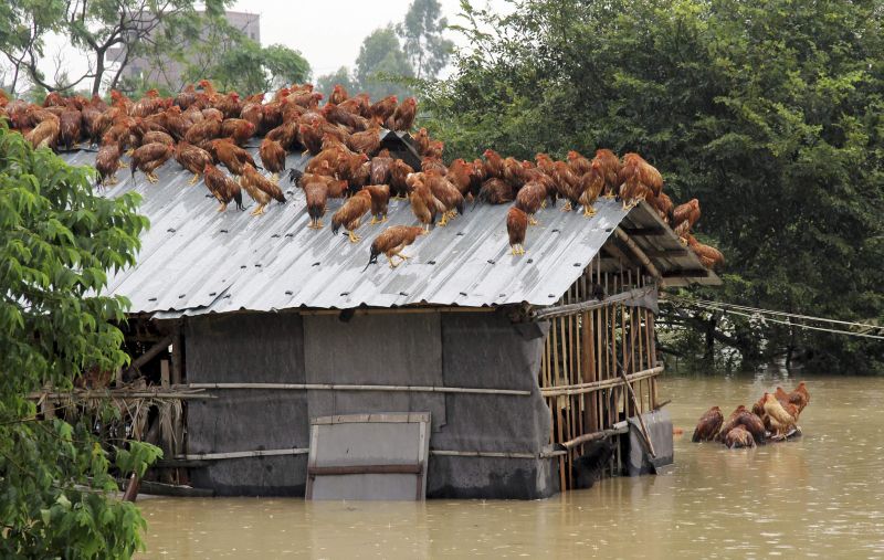 Galinhas se refugiam no telhado do galinheiro para escapar da enchente provocada pela passagem do tufão Utor pela cidade de Maoming, na China | REUTERS/Stringer