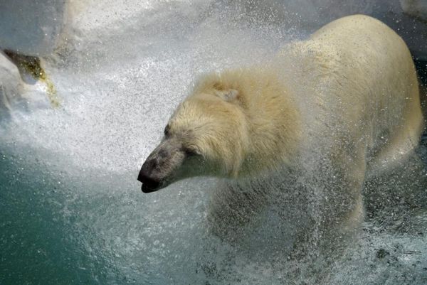 Urso polar toma banho para amenizar o calor no jardim zoológico de Ueno, em Tóquio | Franck Robichon/EFE