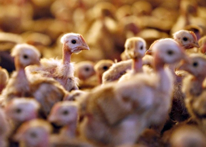 Aumento é provocado pela valorização da soja e do milho no mercado internacional. |