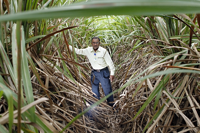 Preocupação com variedades adaptadas é o segredo para manter alta produtividade, segundo D. C. Patel, técnico da cooperativa Khan Udyog, que controla uma das maiores usinas indianas | Albari Rosa / Gazeta Do Povo