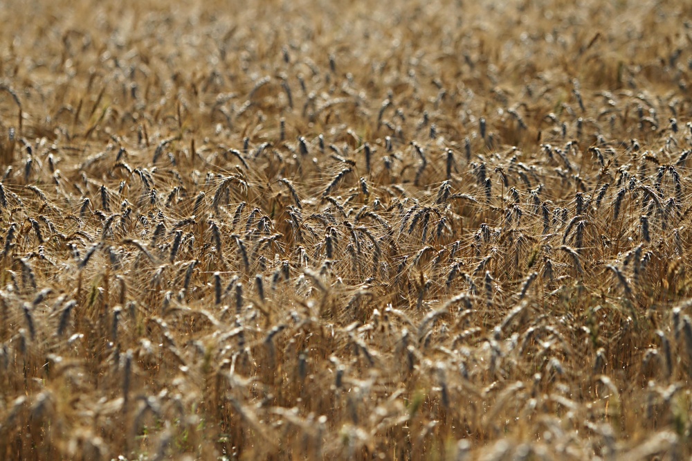Moinhos estão enfrentando disputa acirrada para encontrar trigo de boa qualidade para o processamento | Albari Rosa / Gazeta Do Povo