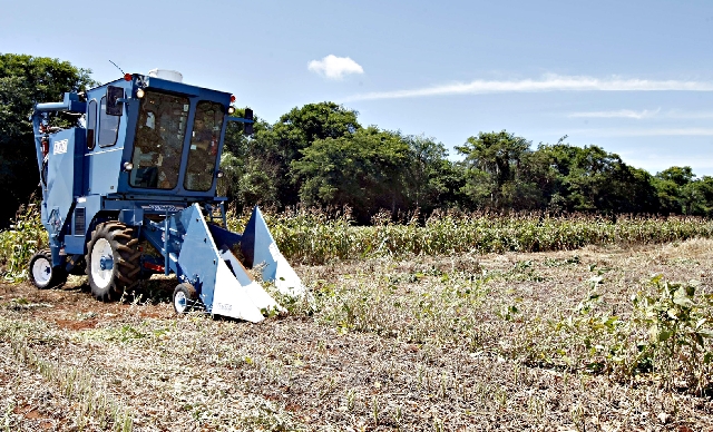 Antes do lançamento comercial, campos de testes eram colhidos com máquinas especiais | Christian Rizzi/ Gazeta Do Povo