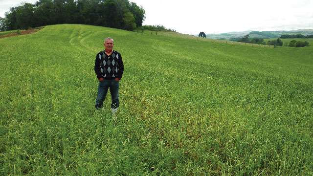 Lavoura de trigo de Nelson Martinelli ficou acamada em Chopinzinho (Oeste) | Divulgaa§a£o