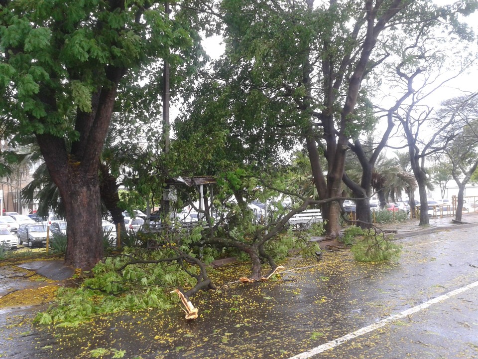 Pedaços de galhos caíram sobre a rua próximo ao Shopping Coumtour, na zona oeste | Ewandro Schenkel / Jornal de Londrina