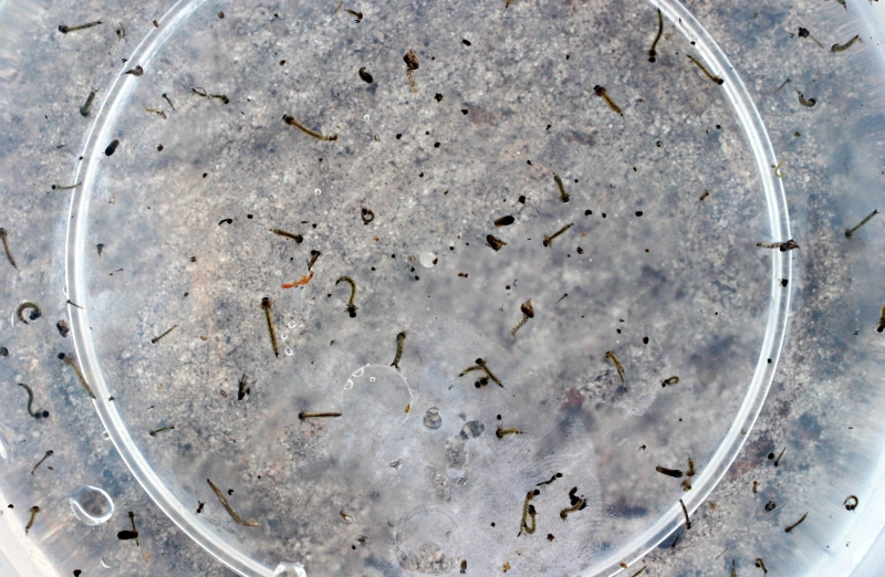 Larvas do Aedes aegypti: vacina usa vírus para estimular sistema imunológico dos pacientes | Christian Rizzi/ Gazeta do Povo