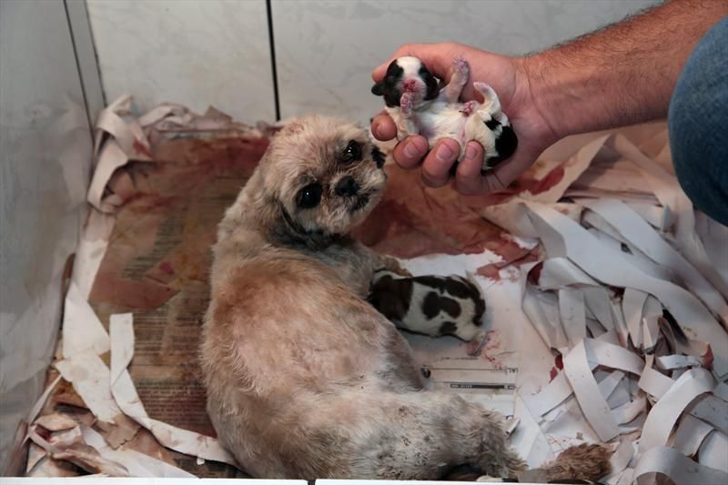 Animais foram encontrados sem acompanhamento veterinário, segundo a prefeitura | Jaelson Lucas/SMCS