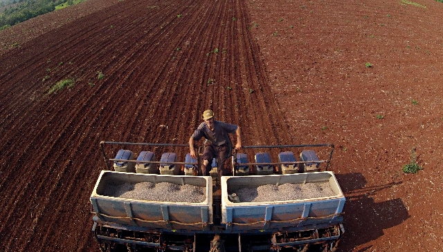 Plantio de soja em Pato Branco, uma das regiões que tradicionalmente dão início à safra nacional | Albari Rosa/ Gazeta Do Povo