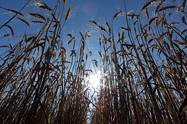 Após quebra, produtor pode ter dificuldade para vender colheita | Albari Rosa/gazeta Do Povo