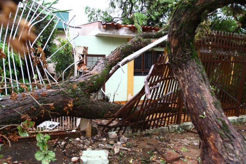 Ventos de 107 quilômetros por hora derrubaram árvores em Londrina: estragos e prejuízos | Gilberto Abelha/Jornal de Londrina
