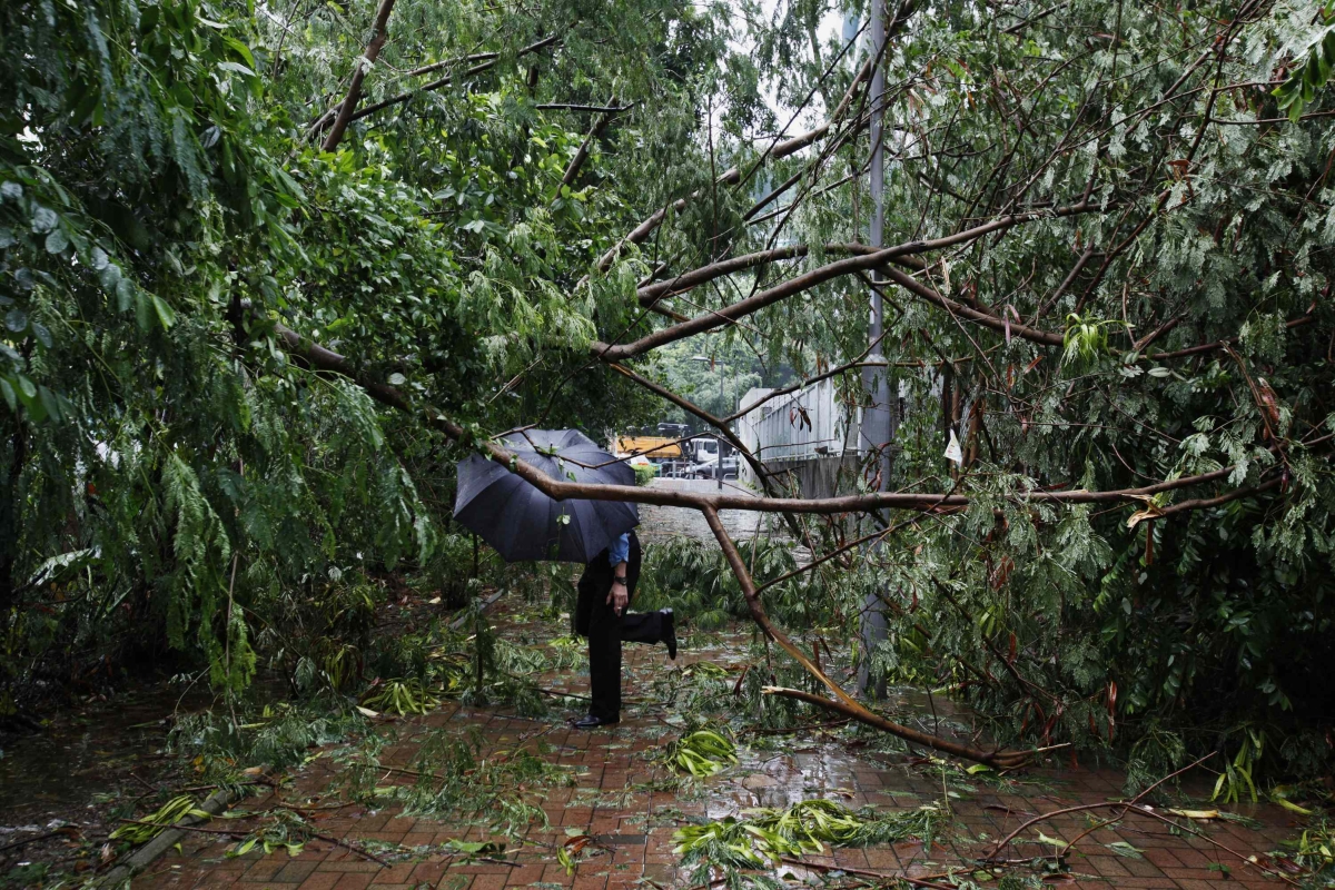 Homem passa por árvore derrubada pela força dos ventos em Hong Kong | Reuters/Bobby Yip
