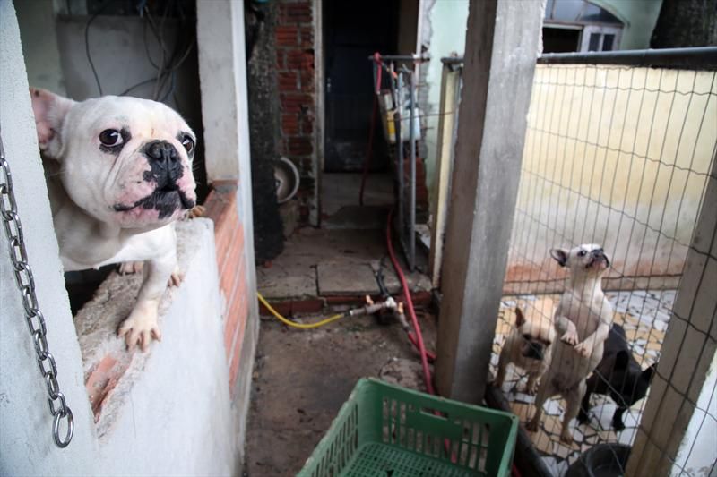 Em setembro,mais um canil irregular foi fechado. Dessa vez, no bairro Boa Vista, na capital. No local, foram encontrados 119 animais de onze raças, sendo 58 filhotes. | Jaelson Lucas/SMCS