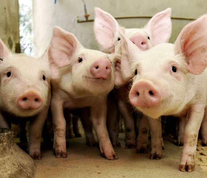 Foto: Josué Teixeira/ Gazeta do Povo |