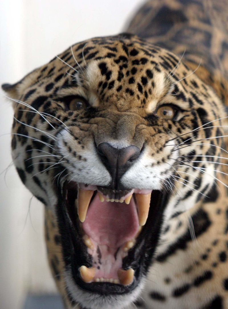 Rareando: onça-pintada precisa de vastas áreas bem conservadas para encontrar caça | Christian Rizzi/Gazeta do Povo