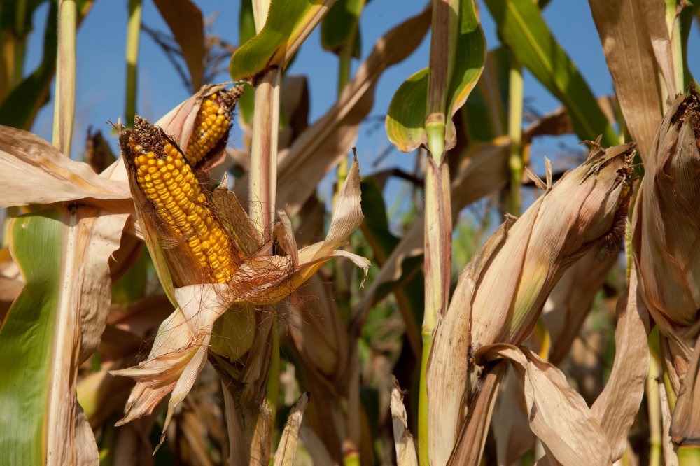 Maior tolerância à seca favoreceu desempenho do milho nos Estados Unidos. Soja deve sentir impacto maior. | Sa©rgio Zacchi / Divulgaa§a£o Monsanto