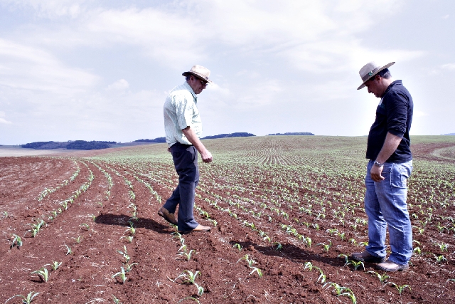 Volmir e seu pai, Danilo, conferem lavoura de milho em Bom Sucesso do Sul (Sudoeste) | Deonir Spigosso/gazeta Do Povo