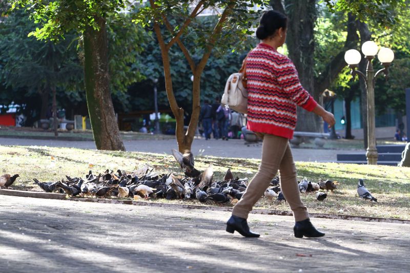 Pombos ocupam praça no Centro de Londrina: repelente instalado nas árvores | Gilberto Abelha/Jornal de Londrina