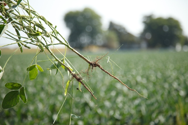 No estado de Illinois, oleaginosa mostra tolerância à estiagem | Sa©rgio Zacchi/monsanto/divulgaa§a£o