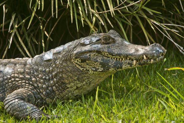 | Marcelo Andrade/ Gazeta do Povo