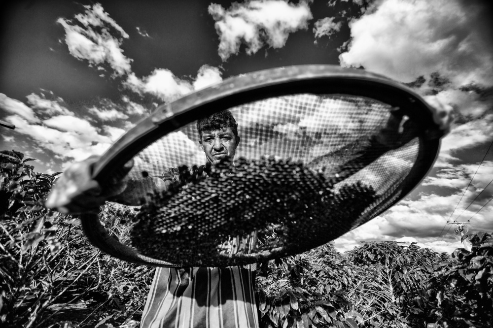 Faturamento da cafeicultura poderia chegar a R$ 400 milhões em 2014 no Paraná, mas deve ser reduzido a R$ 150 milhões. | Brunno Covello/gazeta Do Povo