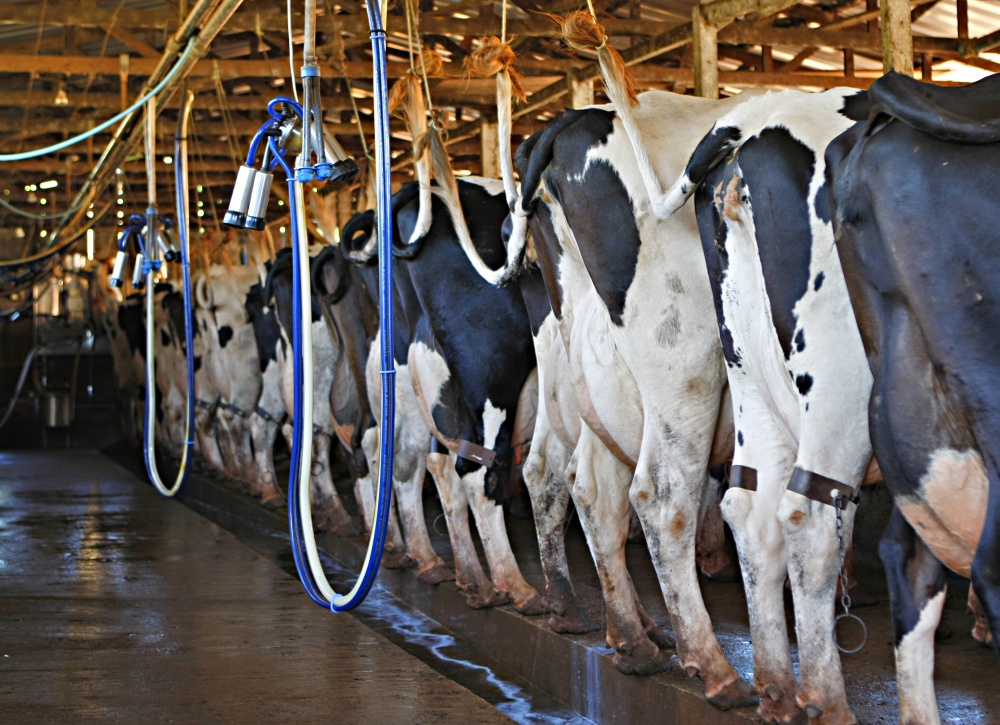 Efeitos da geada também afetaram o preço do leite, que está custando mais caro | Christian Rizzi / Gazeta Do Povo